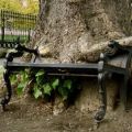 The Best Pics:  Position 40 in  - tree bench