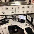 The Best Pics:  Position 30 in  - Spider Prank