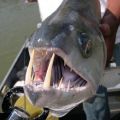 The Best Pics:  Position 40 in  - Monster, Teeth, Fish