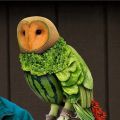 The Best Pics:  Position 3 in  - Vegeterian, Bird, Vegetable, Fruit, Owl