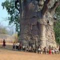 Die besten Bilder in der Kategorie baeume: 2000 Jahre, Südafrika, Baum, Lebens