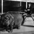 Die besten Bilder in der Kategorie tiere: Flusspferd-Jockey, Hippo, Gespann