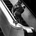 The Best Pics:  Position 131 in  - Dogs, Escalator
