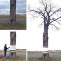 The Best Pics:  Position 3 in  - Graffiti, Tree, optical, Illusion