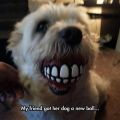 Die besten Bilder:  Position 95 in hunde - Zähne, Ball, Hunde, Optische Täuschung,  Lustig, funny