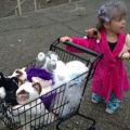 The Best Pics:  Position 12 in  - Crazy, Cat Lady, disguise, costume