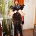 The Best Pics:  Position 131 in  - Panther, Cat, Big, oversize