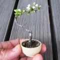 The Best Pics:  Position 25 in  - Bonsai, Tree, small