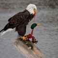 The Best Pics:  Position 59 in  - Nature, sea eagle, Duck, Lake