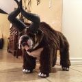 The Best Pics:  Position 62 in  - Dog, disguise, funny, horns, fur, bulldogge