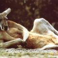 Die besten Bilder in der Kategorie tiere: Kangaroo, relaxing