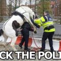 The Best Pics:  Position 22 in  - Police, Horse, 