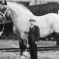 The Best Pics:  Position 9 in  - Horse, big, giant