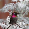 Die besten Bilder:  Position 16 in vÖgel - Kolibri, hübsch, farbenfroh, Vogel