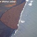 The Best Pics:  Position 41 in  - Walrus, sea, beach, population