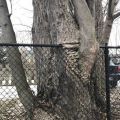 The Best Pics:  Position 19 in  - Growing, tree, fence, nature