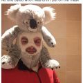 The Best Pics:  Position 31 in  - Koala, head, mask, cuddly toy