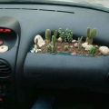 The Best Pics:  Position 348 in  - Cacti, filing, car, desert