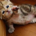 The Best Pics:  Position 2 in  - Sweet, Cats, Baby, help