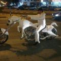 The Best Pics:  Position 23 in  - Motorcycle, horse, horse, chopper