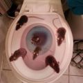 The Best Pics:  Position 48 in  - Rats, drains, disgust, loo