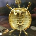 The Best Pics:  Position 65 in  - Bones, scaffolding, skeleton, turtle, vertebrate