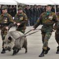 Die besten Bilder in der Kategorie tiere: Militär, Wildschwein, Parade, Waffe
