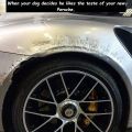 The Best Pics:  Position 25 in  - Car, Porsche, dog, bite, damage
