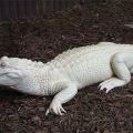 The Best Pics:  Position 57 in  - Albino, crocodile