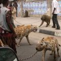 Die besten Bilder in der Kategorie tiere: Hyänen, Paviane, Affen, Afrika, gefährlich