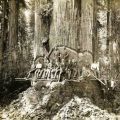 The Best Pics:  Position 3 in  - Sequoia, lumberjack