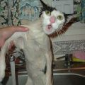 The Best Pics:  Position 24 in  - Funny  : Nasse Katze