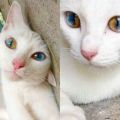 Eyes, cats, blue, brown, white - Neueste