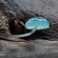 The Best Pics:  Position 44 in  - Mashroom, blue, Tree