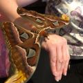 The Best Pics:  Position 85 in  - Atlas moths, butterfly species, moths