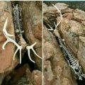 The Best Pics:  Position 177 in  - Deer skeleton, crevice, antlers, dead