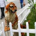 Dog, tiger, fur, color, pattern, golden retriever - Neueste