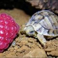 The Best Pics:  Position 27 in  - Funny  : Mini-Schildkröte mit Himbeere
