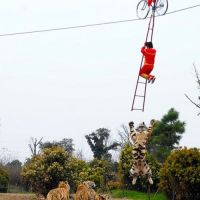 Schnapp Ihn Dir Tiger - Akrobaten über Tigergehege