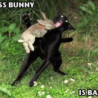 Badass Bunny is Badass