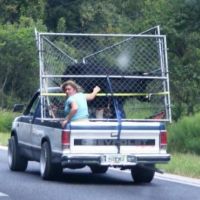 Bull Transport on Pickup