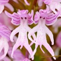 The flower heads of the Mediterranean orchid Orchis italica