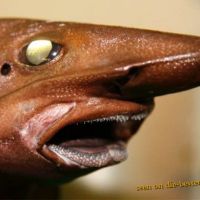 The Iceland catshark