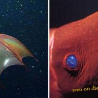 Vampire Squid