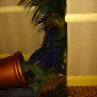 Drunken Girl in Plant