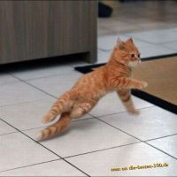 Breakdance Cat