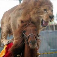 Cat and Horse Buddies