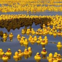 Bath Duck Epidemic