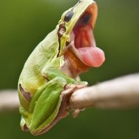 Grüner Müder Frosch