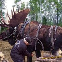 Big Elk Working